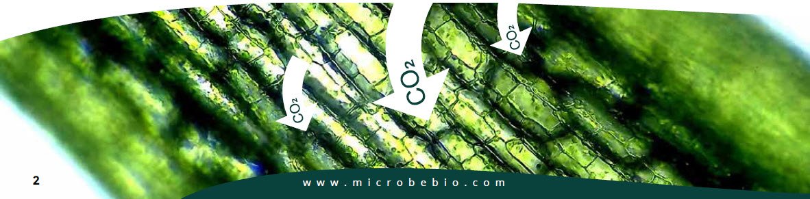 MICROBEBIO - Pioneering Carbon Emission Transformation for a Sustainable Tomorrow 1 MICROBEBIO - Pioneering Carbon Emission Transformation for a Sustainable Tomorrow