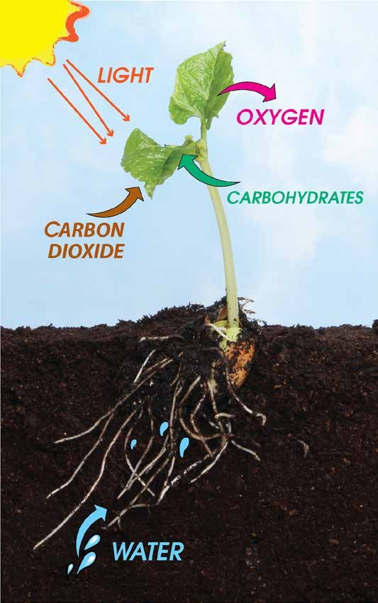 MICROBEBIO - Pioneering Carbon Emission Transformation for a Sustainable Tomorrow 4
