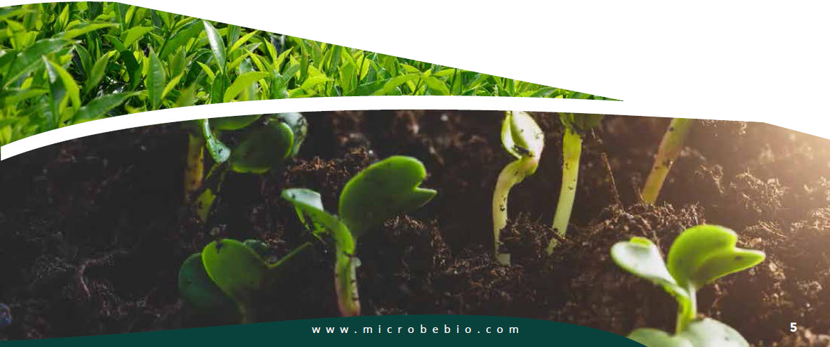 MICROBEBIO - Pioneering Carbon Emission Transformation for a Sustainable Tomorrow 5 MICROBEBIO - Pioneering Carbon Emission Transformation for a Sustainable Tomorrow 5