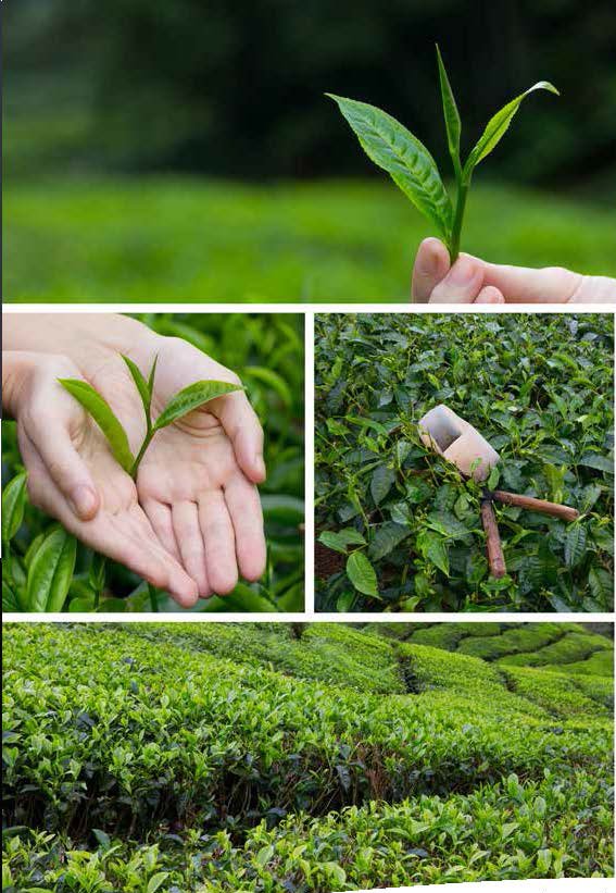 Enhancing Tea Trees with Nutrient Fixation_3
