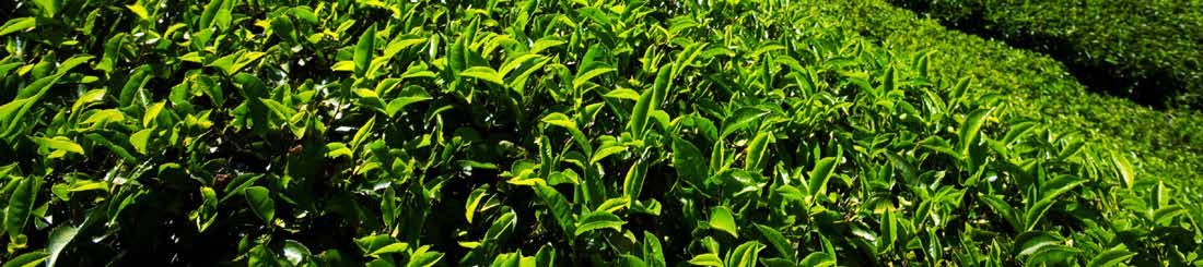 Enhancing Tea Trees with Nutrient Fixation_4 Enhancing Tea Trees with Nutrient Fixation