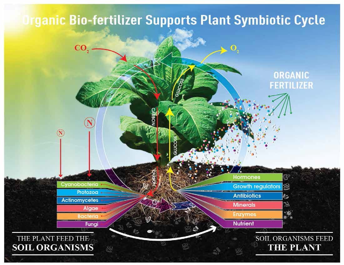 Enhancing Tea Trees with Nutrient Fixation Enhancing Tea Trees with Nutrient Fixation
