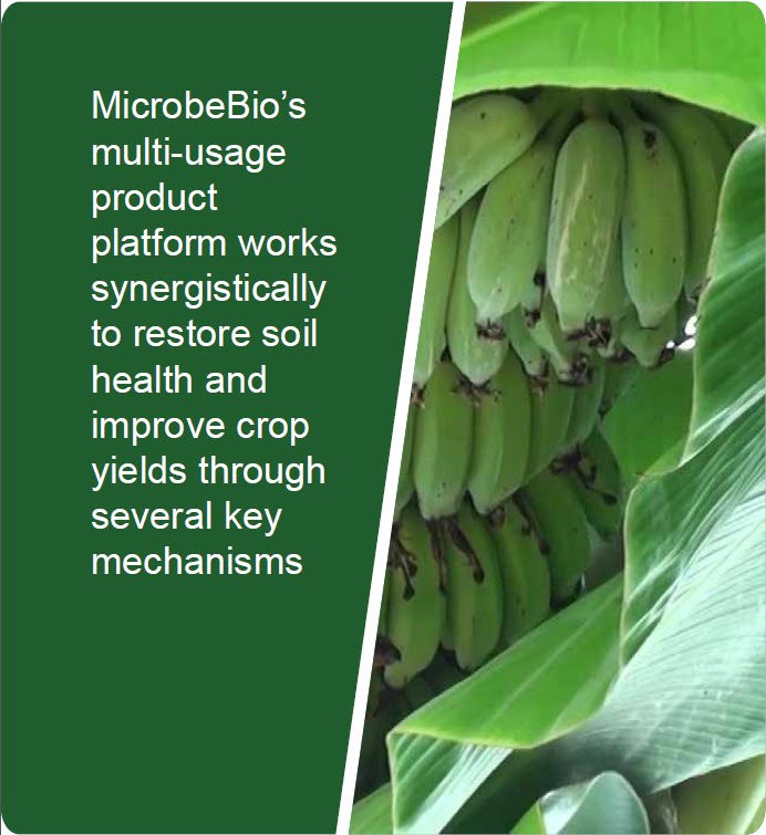 Microbeio Banana 2