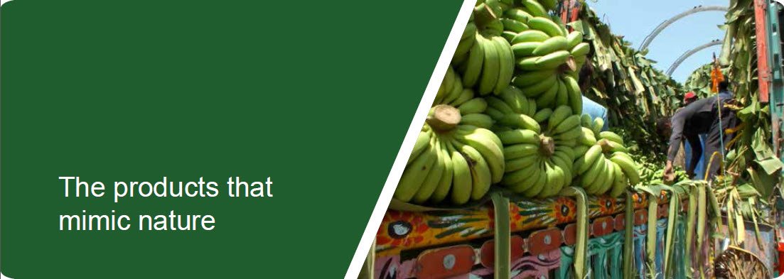 Microbeio Banana 4