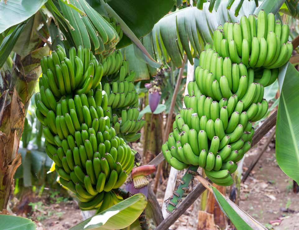 BOOST YOUR BANANA CROP WITH MICROBEBIO 1