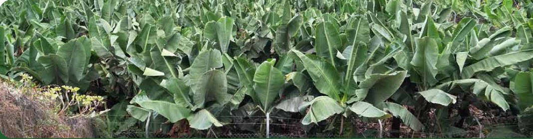 BOOST YOUR BANANA CROP WITH MICROBEBIO 2
