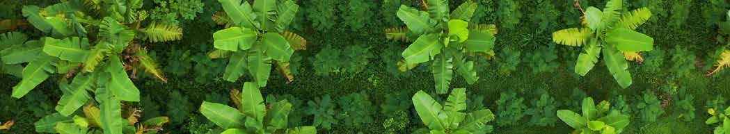 BOOST YOUR BANANA CROP WITH MICROBEBIO 8