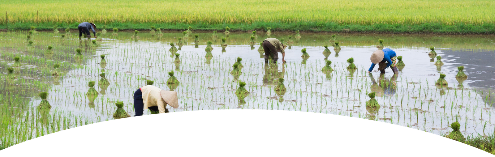 Reducing Water Use in Rice Production - English - 07 18 2415 copy