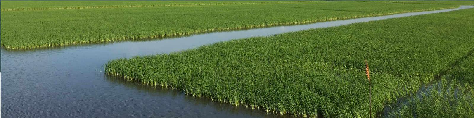 Reducing Water Use in Rice Production - English - 07 18 242