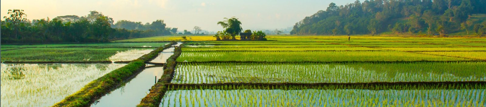Reducing Water Use in Rice Production - English - 07 18 243