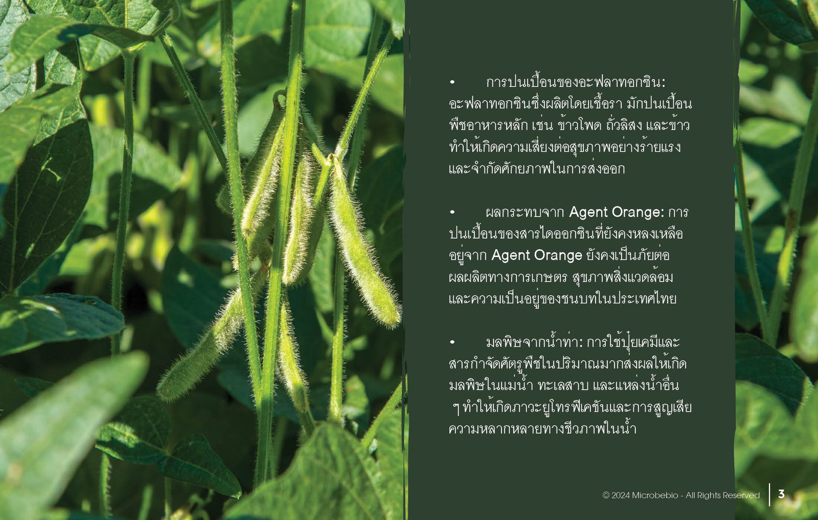 MICROBEBIO - DE XUAT SAN PHAM MICROBEBIO - THAILAND - 11 25 243