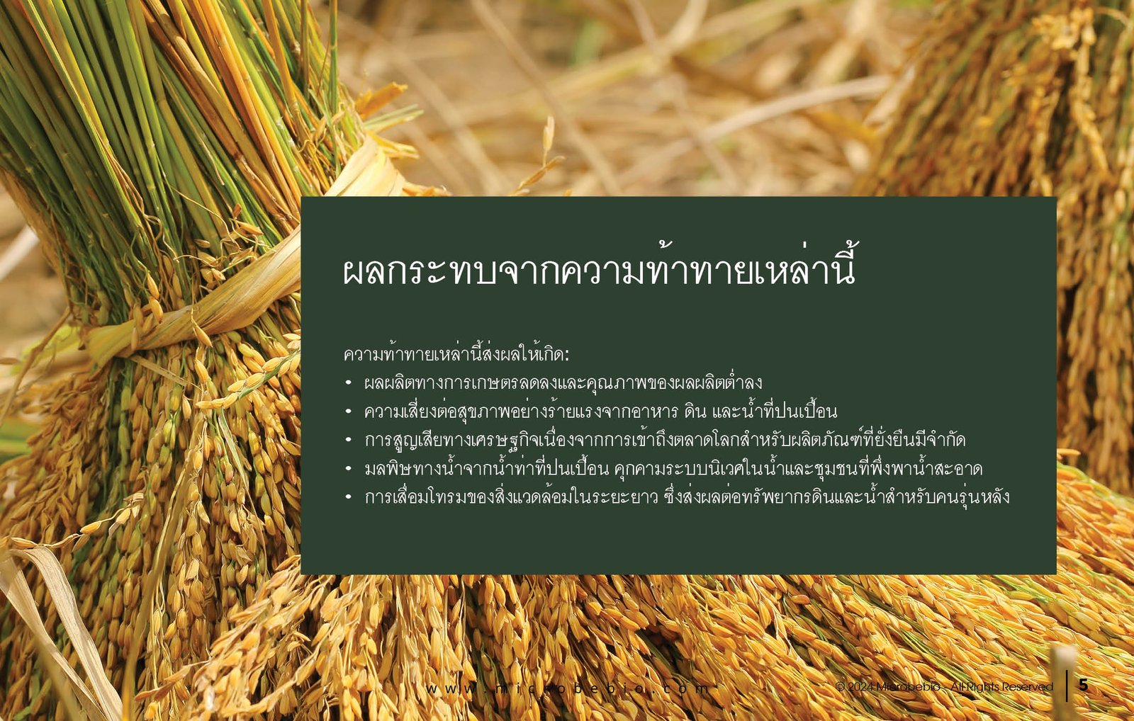 MICROBEBIO - DE XUAT SAN PHAM MICROBEBIO - THAILAND - 11 25 245