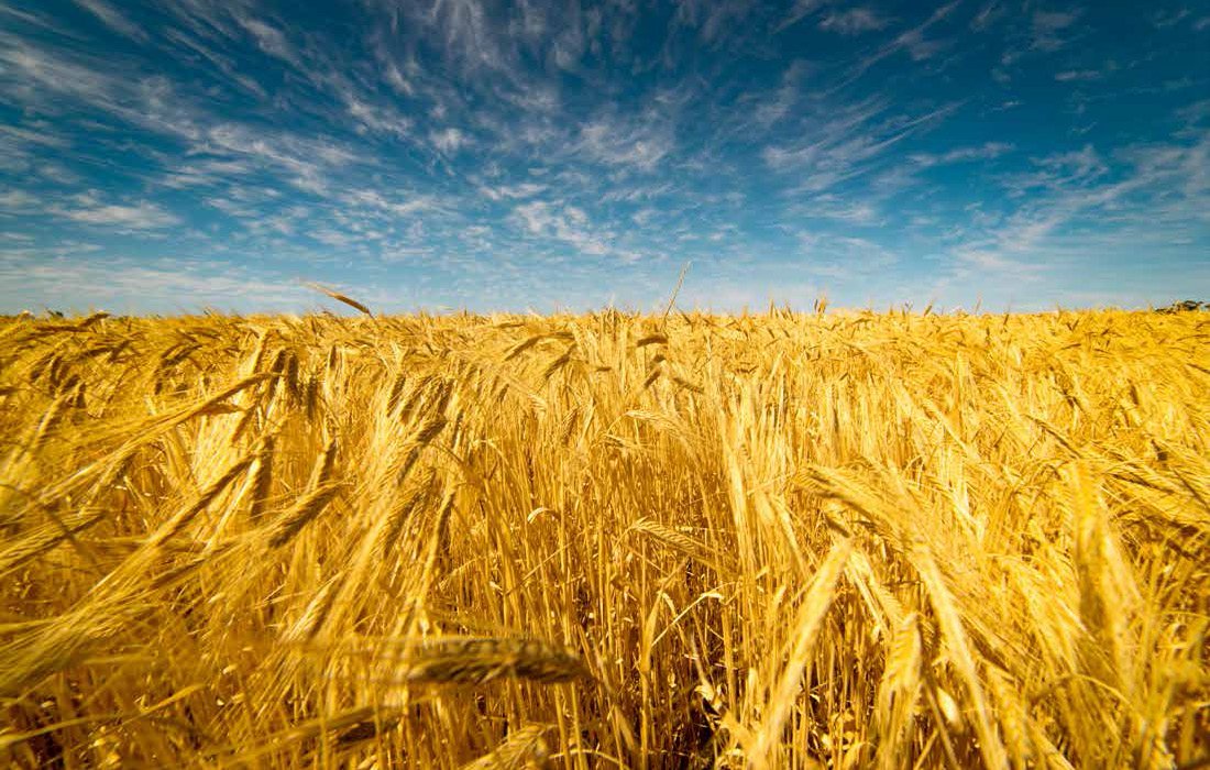 Advancing the Philippine Grain and Rice Industry with 100 Organic Solutions_Page_02