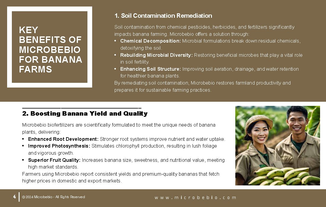 Rejuvenating Banana Farms in Vietnam and Southeast Asia with Microbebio_Page_4