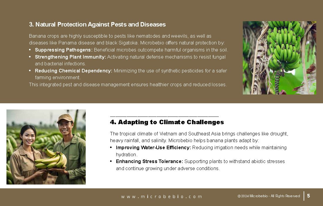Rejuvenating Banana Farms in Vietnam and Southeast Asia with Microbebio_Page_5