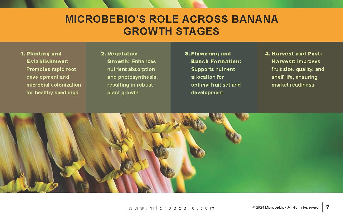 Rejuvenating Banana Farms in Vietnam and Southeast Asia with Microbebio_Page_7