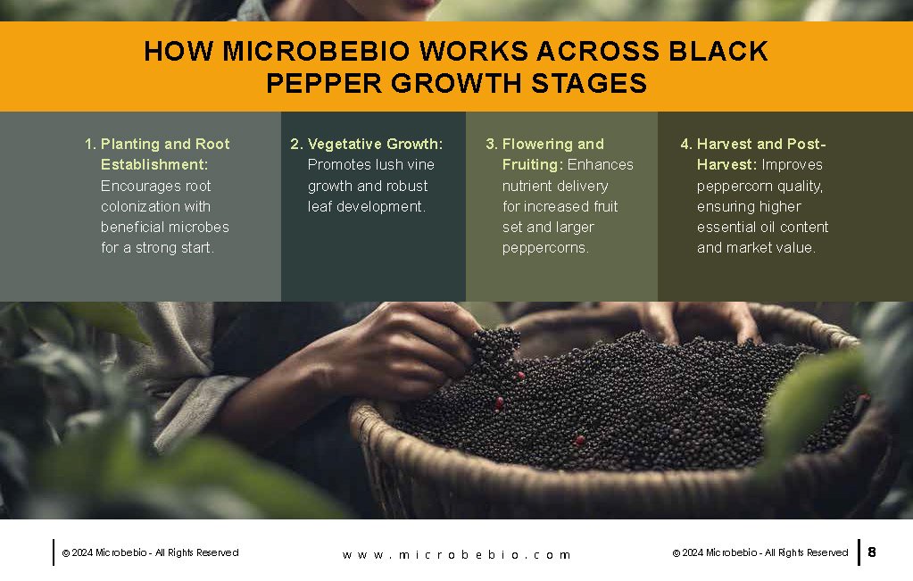 Rejuvenating Vietnam and Southeast Asia Soil and Black Pepper Farms with Microbebio_Page_08