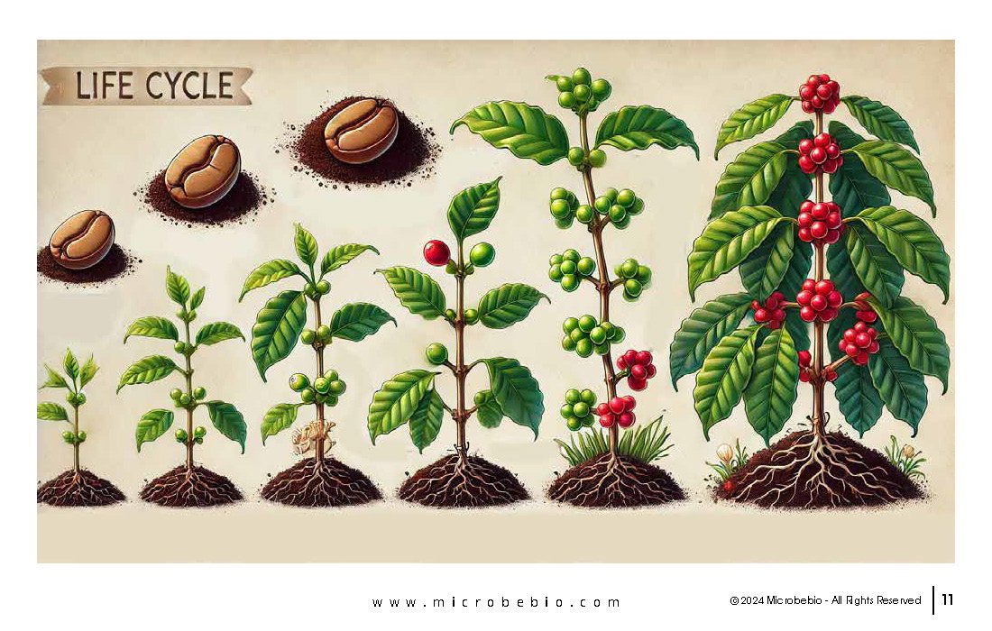 Revolutionizing Coffee Cultivation with Natural Solutions_Page_11