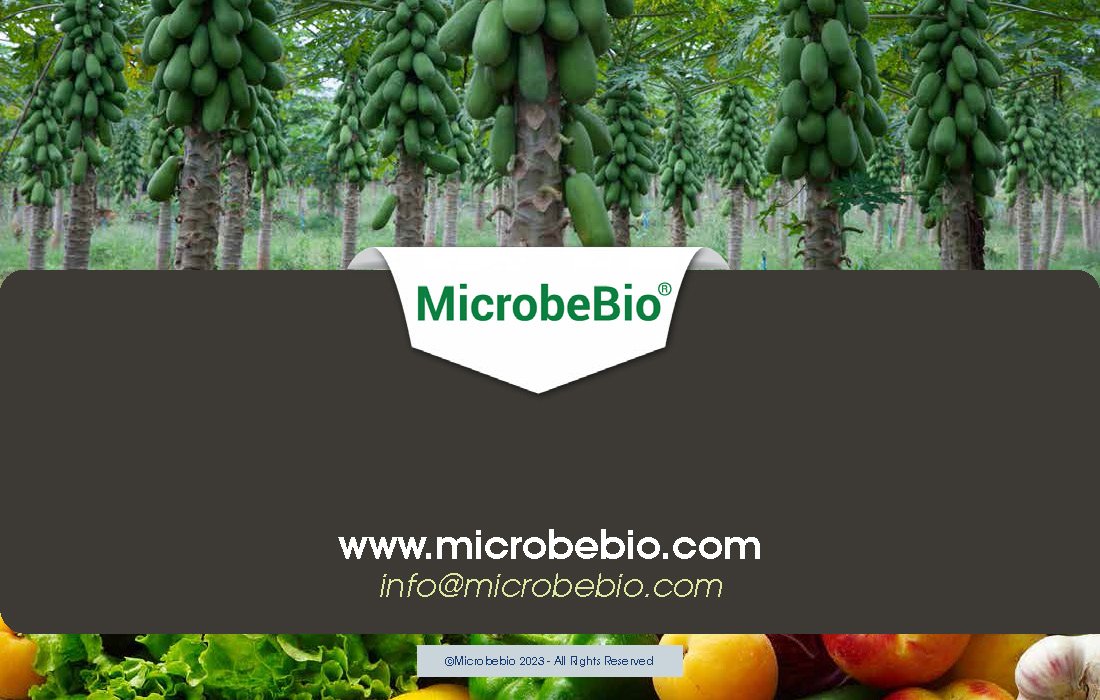 Revolutionizing Fruit Tree Farming in Vietnam and Southeast Asia with Microbebio_Page_9
