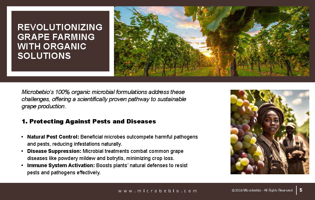 Transforming Grape Farming in Africa with 100 Organic, Sustainable Solutions - 12 16 24_Page_05