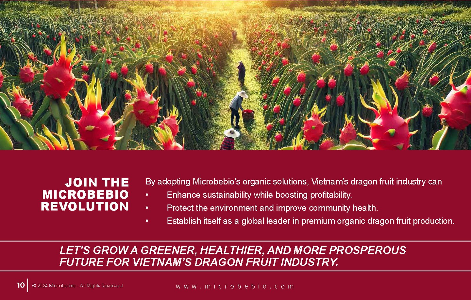 Transforming Vietnam Dragon Fruit Industry with 100 Organic Solutions_Page_10