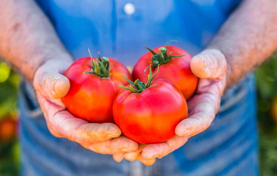 Transforming Vietnam Tomato Industry with 100 Organic Solutions _Page_02