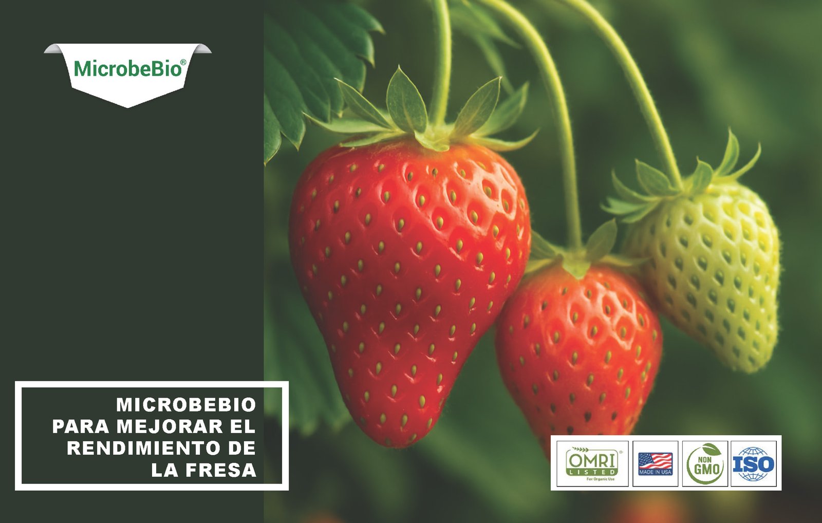 Microbebio Application for Optimal STRAWBERRY Yield