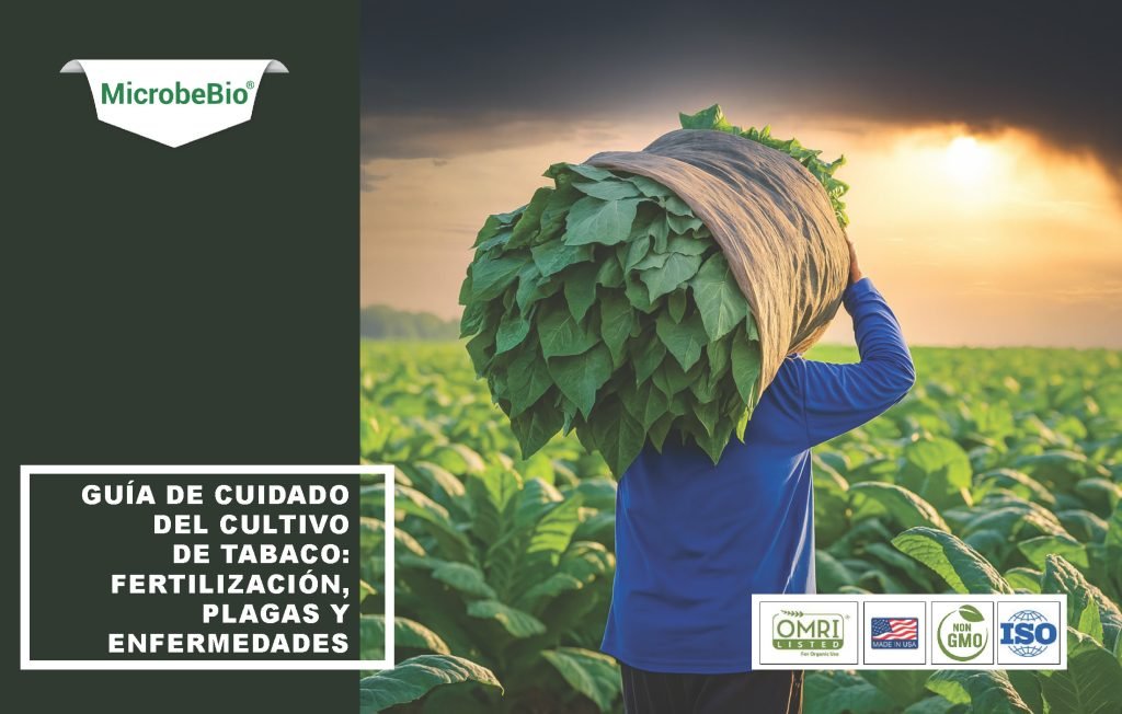 Guía De Cuidado Del Cultivo De Tabaco: Fertilización, Plagas Y Enfermedades