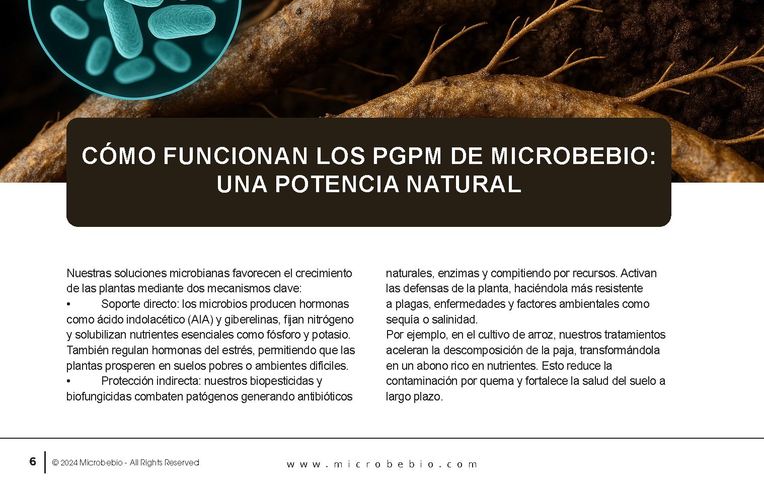 Unlocking the Future of Farming-How MicrobeBio-Microbial Solutions Drive Sustainable Agriculture_Page_06
