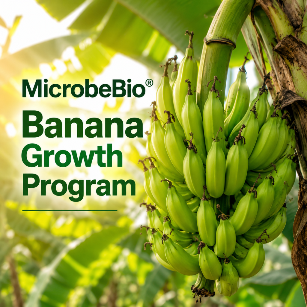 Programa Completo de Crecimiento de Banano MicrobeBio® Raíces Más Fuertes • Plantas Más Saludables • Mayores Rendimientos • Desde la Siembra Hasta los Cultivos de Retoño